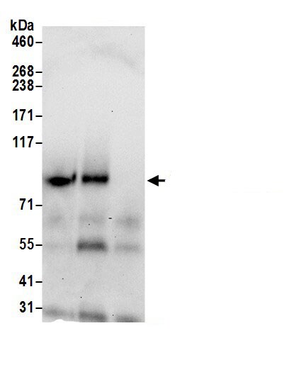 TMEM24 Antibody