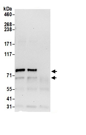 RUFY1 Antibody