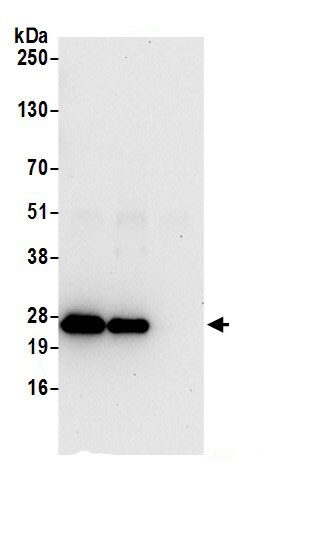 ATP5F1 Antibody