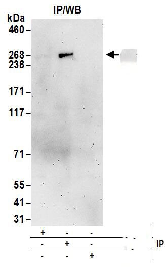 ASCC3 Antibody