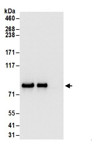 Glycogen Synthase Antibody