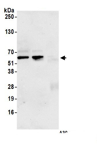 CDK8 Antibody