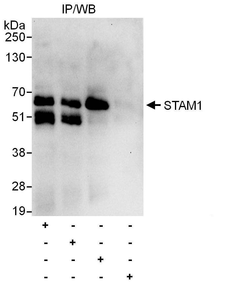 STAM-1 Antibody