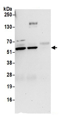 RUVBL1 Antibody