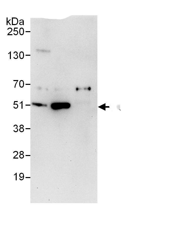 PSMD12 Antibody