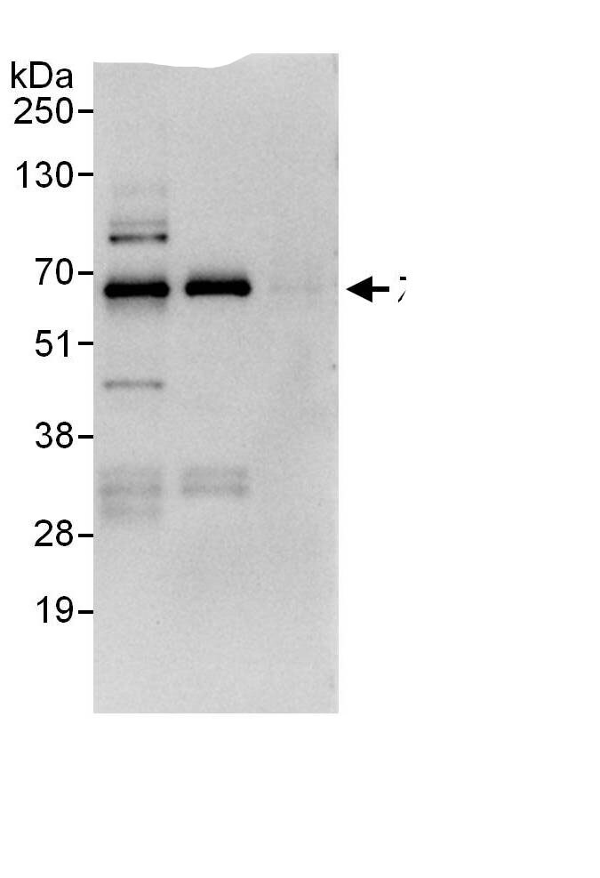 Zinc finger and BTB domain-containing protein 9 Antibody
