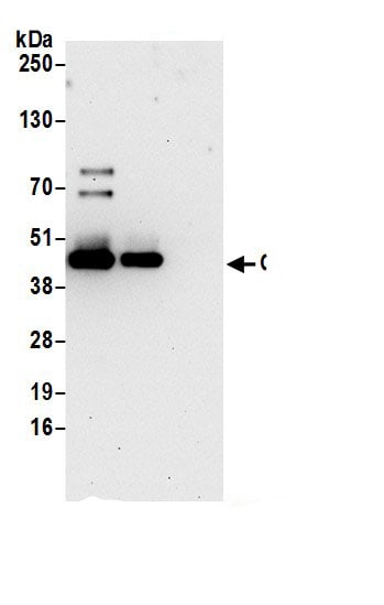 OAT Antibody