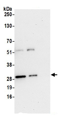 Peroxiredoxin 6 Antibody