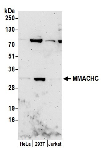 MMACHC Antibody