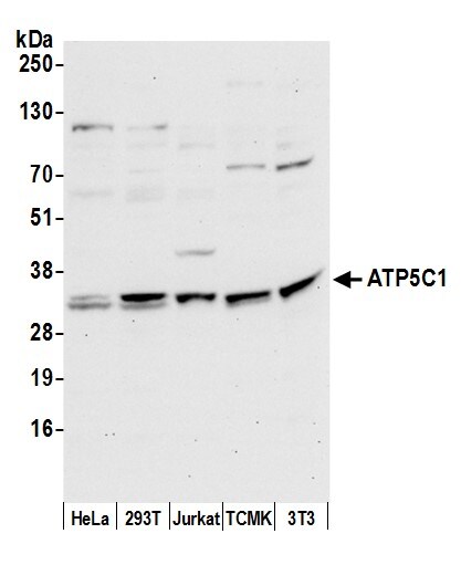 ATPG Antibody