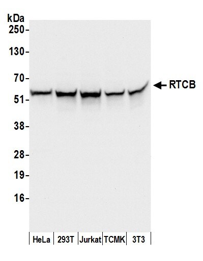 FAAP Antibody