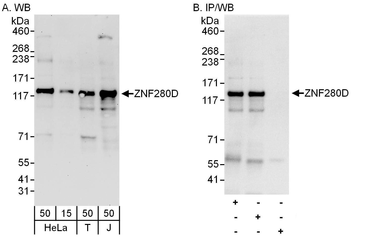 ZNF280D Antibody