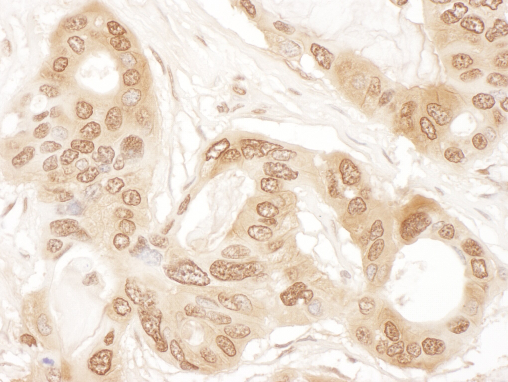 CLNS1A Antibody