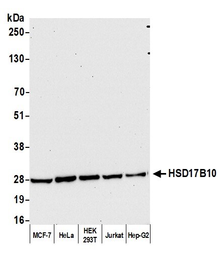 ERAB Antibody