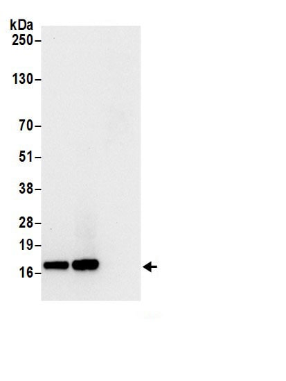 60S ribosomal protein L23 Antibody