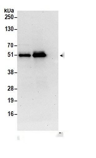 CCDC97 Antibody