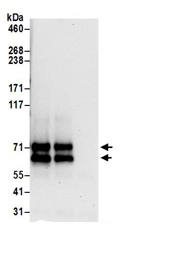 ZDHHC5 Antibody
