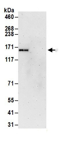 PURL Antibody