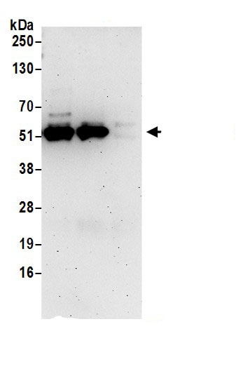 MPP1 Antibody