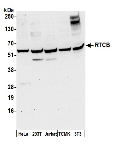 FAAP Antibody