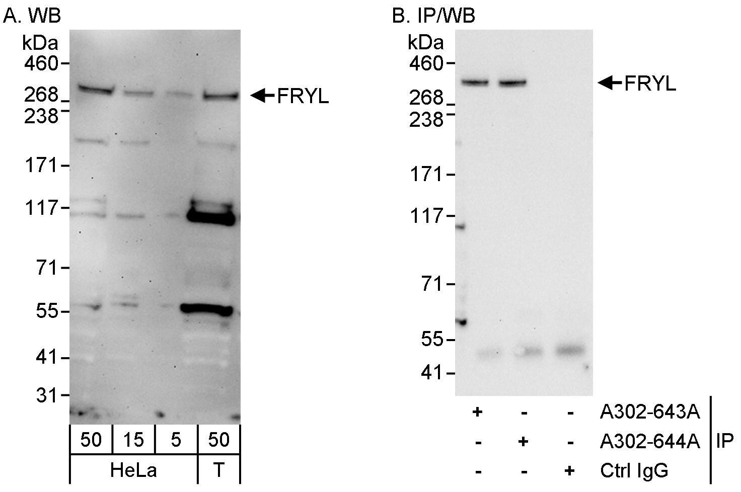 FRYL Antibody