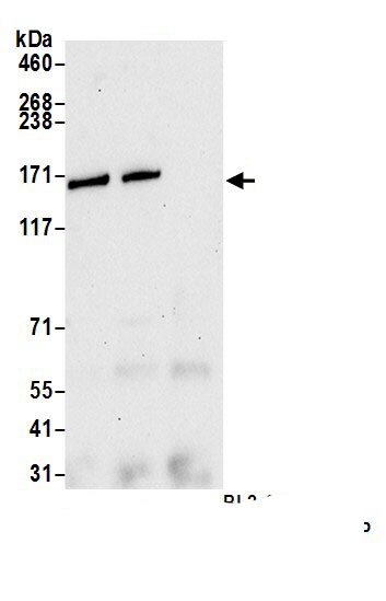 URB2 Antibody