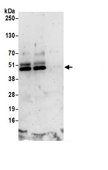 Cyclin B2 Antibody