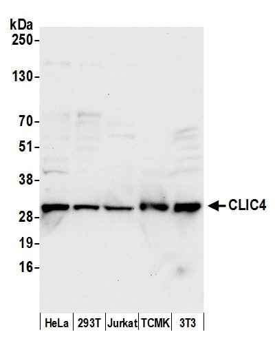 CLIC4 Antibody