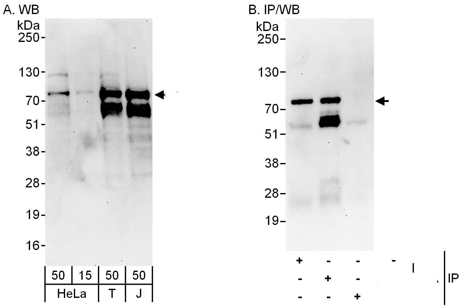 DEAF1 Antibody