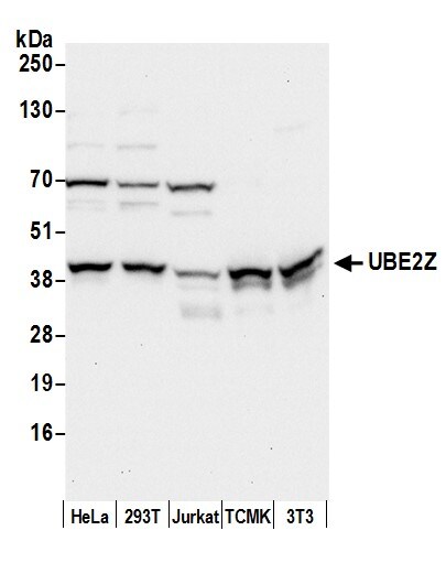 UBE2Z Antibody