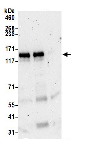 NBR1 Antibody