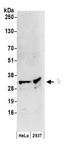 CSN7b Antibody