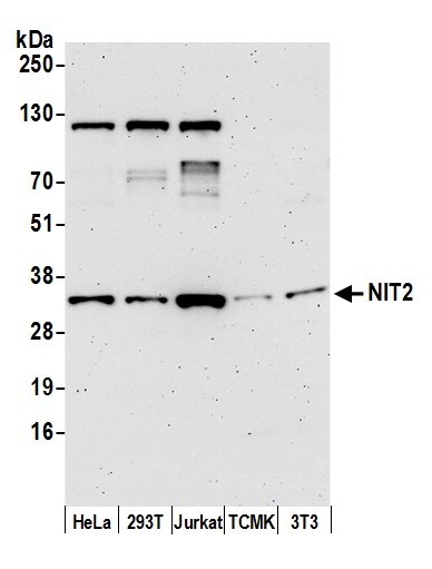 NIT2 Antibody