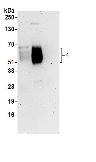 CD48/SLAMF2 Antibody