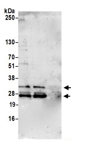 MEA-1 Antibody