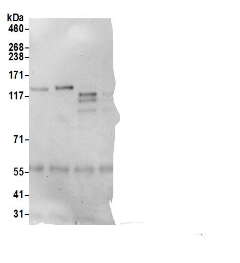 CDAN1 Antibody