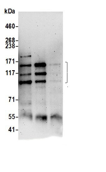 PEX1 Antibody