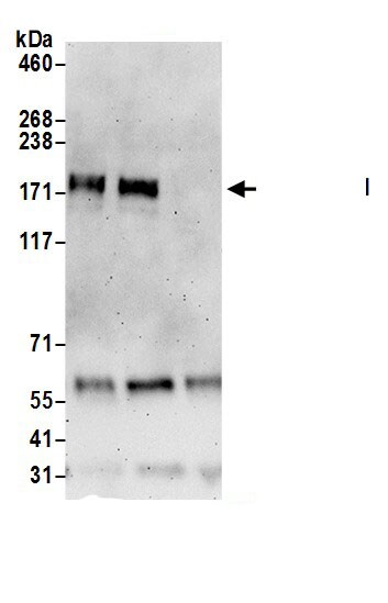 UHRF1BP1L Antibody