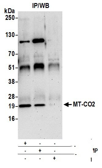 MT-CO2 Antibody