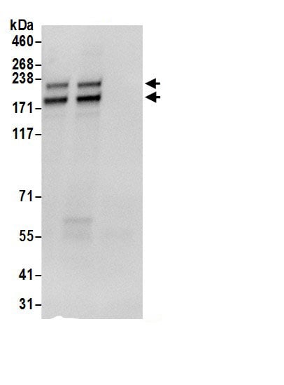 POLR1A Antibody