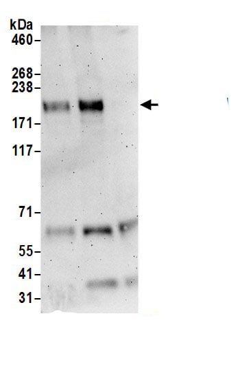 UHRF1BP1L Antibody