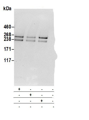 Neurofibromin 1 Antibody