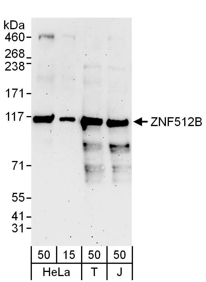 GM632 Antibody