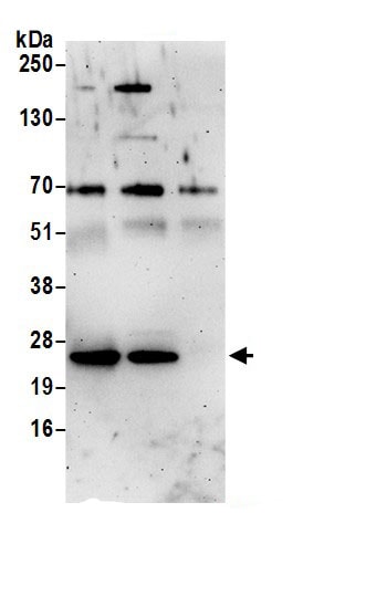 Rab1A Antibody