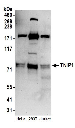 TNIP1 Antibody