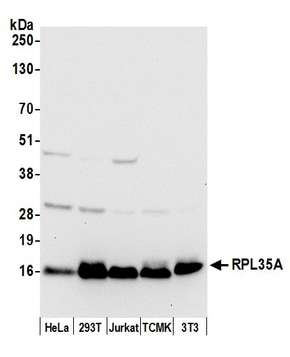RPL35A Antibody