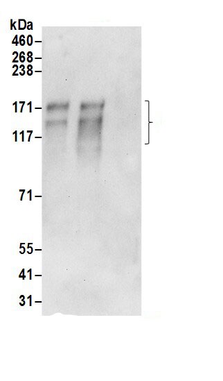 AE2 Antibody