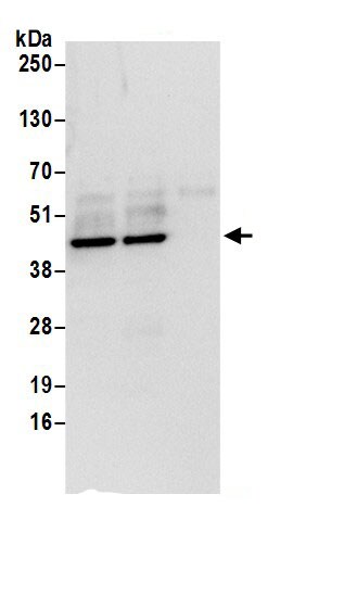 NUDC Antibody
