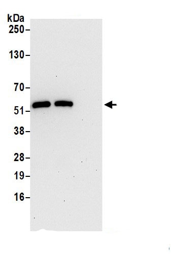 GSDMDC1 Antibody