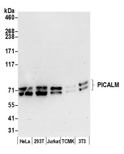 PICALM Antibody